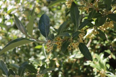Eleagnus multiflora - hlošina mnohokvětá - listy a květy
